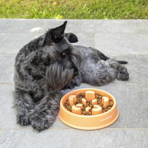 Slow Eating Food Bowl for Pets Tyrol Blue Plastic Ø 30 cm 2 L