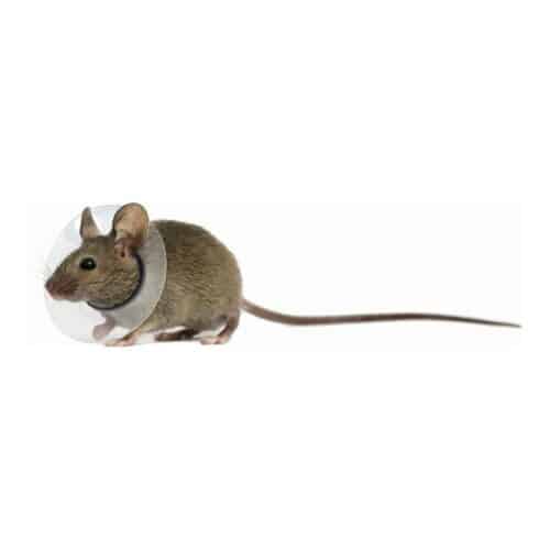Elizabethan Collar for Rodents KVP Transparent 5.75-7.5 cm Elizabethan Collar for Rodents KVP Transparent 5.75-7.5 cm