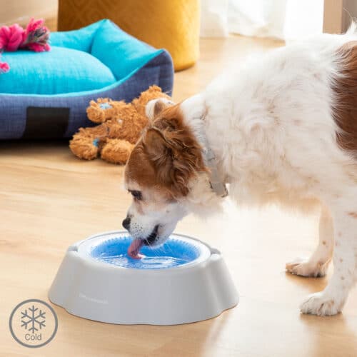 Cooling Pet Water Bowl Freshty InnovaGoods Cooling Pet Water Bowl Freshty InnovaGoods