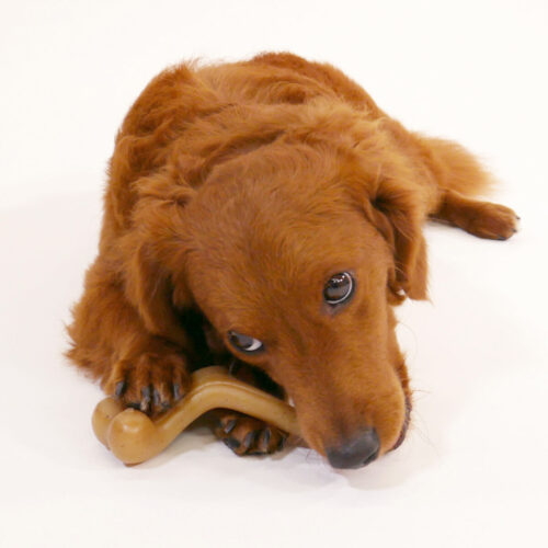 Dog toy Nylabone Chicken 20 Cream animals Dog toy Nylabone Chicken 20 Cream animals